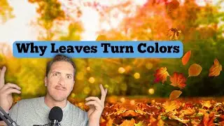 Why Leaves Change Color