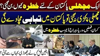 This Alien Fish Could Cause Massive Destruction in Pakistan | Breaking News | City 41