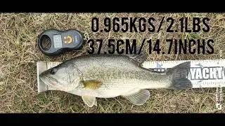 Bass Fishing At Albert Falls Dam (South Africa) 16/08/2025
