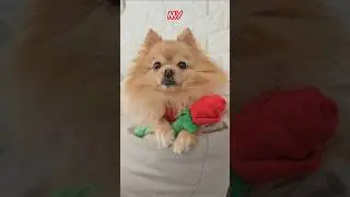 🌹SEND THIS to your Crush🌹 #dog #pomeranian #shorts                Dogtoy: Petplay.com 🏷 WINSTONPOM15