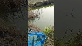 Village fish farming #aquaculture #fishfarming 🐟 🐠