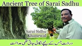 Ancient Tree of Sarai Sadhu Khanewal | Dewan Sanwal Mall Court Sarai Sidhu | Sarai Sidhu Khanewal