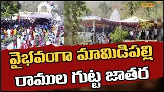 Mamidipalli Ramula Gutta Magha Jatara | వైభవంగా మామిడిపల్లి రాముల గుట్ట మాఘమాస జాతర | #local18v