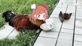Kiara chicken watching football | Animal hololive
