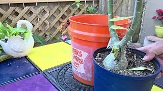Desert Rose Fungus/Root Rot, It Might Not Recover!!#adenium