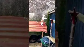 &ldquo;Cute Cats + Slippery Moments = Pure Comedy 😹&rdquo;