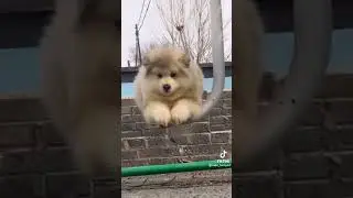 kakagigil🐶❤