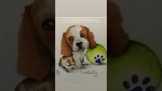 DOG-CAVALIER KING-disegno /caricatura