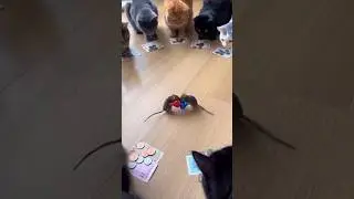 CATS staged underground FIGHTS😳