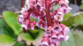 ЦЕЛЕБНЫЙ ЧИГИРСКИЙ ЧАЙ.  БАДАН. Рецепты