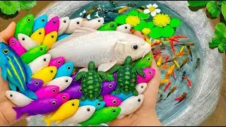 Catch Colorful Aquarium Fish  Baby Shark & Giant Egg Adventure!