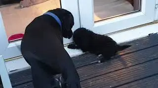 Harry and Dolly - young lovers!!!