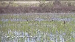 Greylag Goose / Boz Kaz