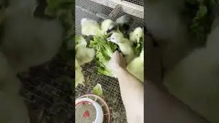 Feeding little Goose with vegetables 👀
