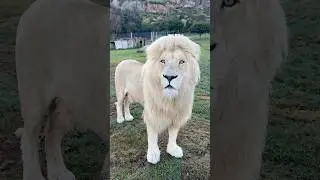 White Lions: The Real-Life Kings Straight Out of a Fairy Tale #lion #animals #wildlife
