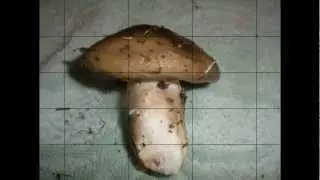 Lanega negra