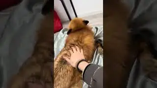 Little fox this little voice I like it too little fox this coquettish little voice not to