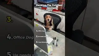 Ranking Top 6 Cute & Funniest Dog Moments (Try Not To Laugh) 🐶💀 #shorts