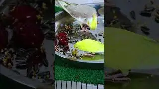 Colorful Parrots Spreading Happiness 💚 #BirdLovers #PetBirds