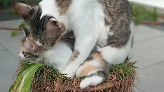 Time Machine Cats !!!! Longest Daily Cat's Story