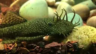 Feeding algae wafers and flakes