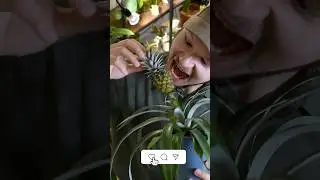 Zier-Ananas ESSEN
