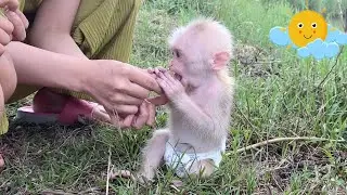 Cool and relaxing afternoon of monkey SinSin with his family