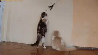Pregnant Calico Cat Can’t Resist Playing with a Feather Wand Toy! | Meowing TV.