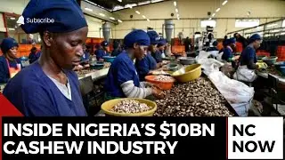 Nigeria&rsquo;s Cashew Industry Could Earn $10bn Annually