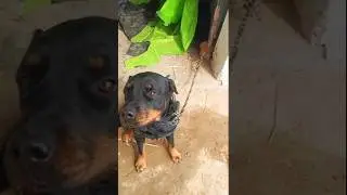 #rottweiler  #training my vlog with my mini (dog) .🫶