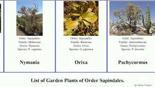 Garden Plants of Order Sapindales
