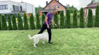 Owczarek Szwajcarski