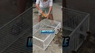 Pi&egrave;ge &agrave; Pigeons : Efficace pour Contr&ocirc;ler la Population #pigeons #solution #pi&egrave;ge #oiseaux #birds