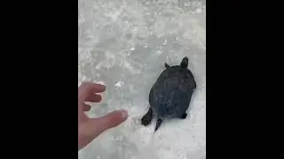 speedy turtle