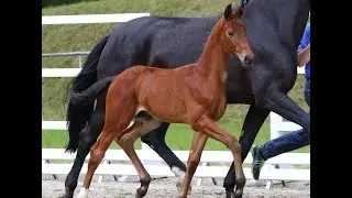 Quadriga : Premium colt 2015 by Ron Rubin (foal show)