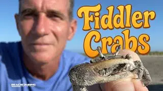 Beachcombing - Fiddler Crabs