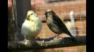 Brilliant - Lizard Canary Sing Off - Who wins? you decide...