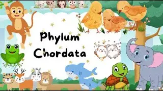 The Chordate Family Tree