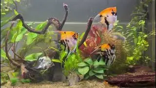 Angelfish and Swordtail fish.