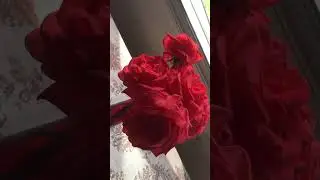 Fragrant Roses in America #relaxing #nature #flowers #roses