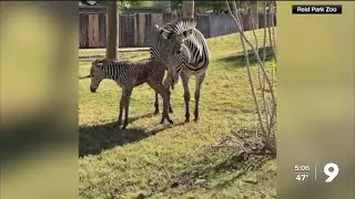 Tikiti Maji, Reid Park Zoo's zebra foal, dies