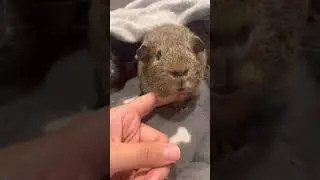 Guinea Pig Chin Rubs! #Shorts