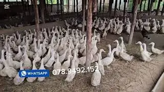 Okulunda Embata eza nyama 
