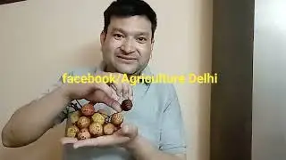Lichi Lychee  लीची Litchi