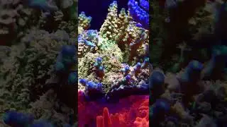 Discover the World of SPS Reef Aquariums with Reefer Matt!