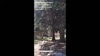 Wild Patches Project - Senator Patrick Burns Memorial Rock Garden