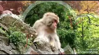 Advantages jageswar first day first view and with fog Nainital in temperature and home