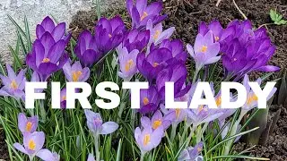 First Lady April 6, 2022 Full Episode 38/ TEASER
