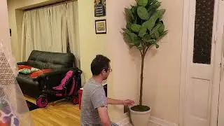 Ficus Tree - Threshold&trade; designed with Studio McGee