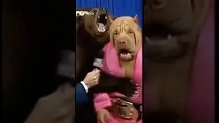 Big Dawg Altercation With Big Bear! #wwe #wweshorts #shorts #SHORTVIDEO #wrestling #wrestlingcomedy